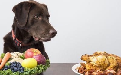 Vegan Dog Food: What You Need to Know