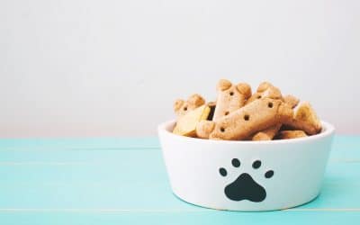 8 Best Dog Treats to Feed your Pup When you Follow A Vegan Lifestyle