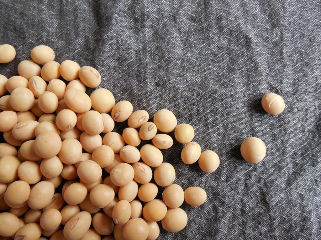 soybeans placed in a cloth